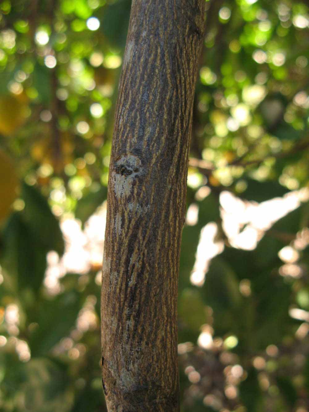              Second - third year twig (Winter Haven, FL)       